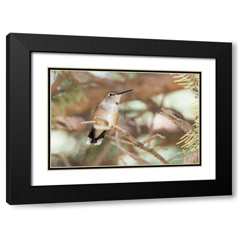 Hummingbird Black Modern Wood Framed Art Print with Double Matting by Theodore, George and Marilu