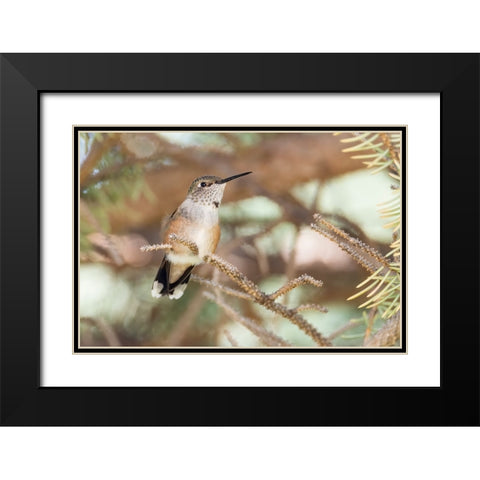 Hummingbird Black Modern Wood Framed Art Print with Double Matting by Theodore, George and Marilu