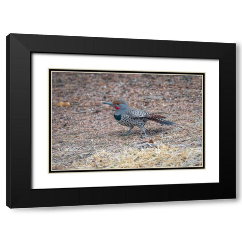 Northern flicker Black Modern Wood Framed Art Print with Double Matting by Theodore, George and Marilu