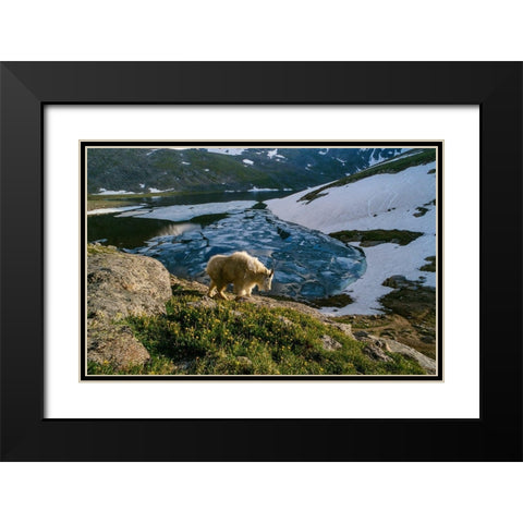 Mountain goat walks near shore of partially frozen Summit Lake-Mount Evans-near Denver-Colorado-USA Black Modern Wood Framed Art Print with Double Matting by Garber, Howie