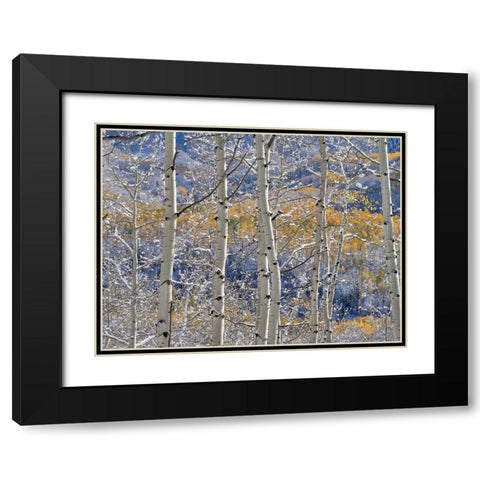 Colorado-San Juan Mts Fresh snow on aspens in the fall Black Modern Wood Framed Art Print with Double Matting by Eggers, Julie