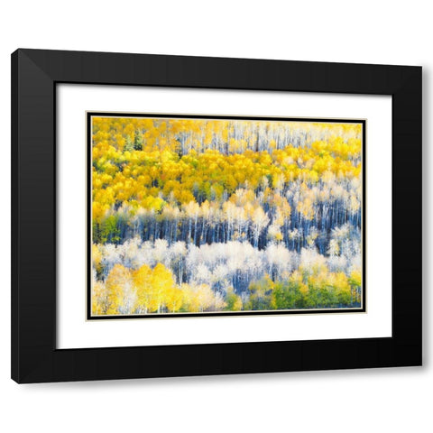 Colorado-Maroon Bells-Snowmass Wilderness Fall colors on Aspen trees Black Modern Wood Framed Art Print with Double Matting by Eggers, Julie