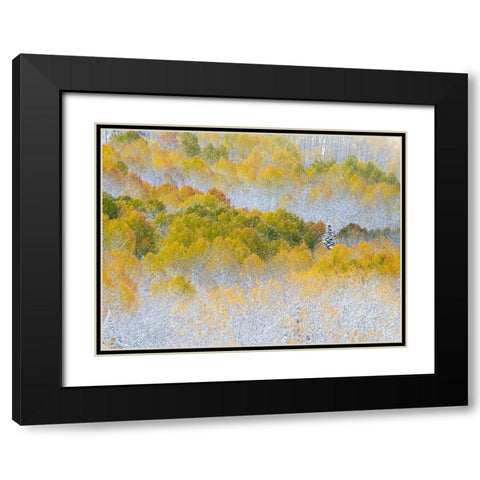 Colorado-San Juan Mts Fresh snow on aspens in the fall Black Modern Wood Framed Art Print with Double Matting by Eggers, Julie