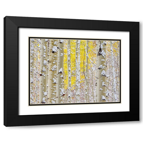 Colorado-San Juan Mts Fresh snow on aspens in the fall Black Modern Wood Framed Art Print with Double Matting by Eggers, Julie