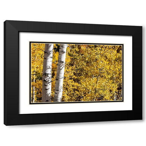 Aspen trees in autumn Black Modern Wood Framed Art Print with Double Matting by Ostrowitz, Mallorie