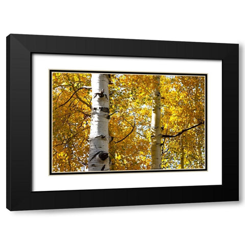 Aspen trees in autumn-Blake Trail-Colorado Black Modern Wood Framed Art Print with Double Matting by Ostrowitz, Mallorie
