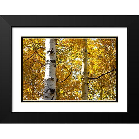 Aspen trees in autumn-Blake Trail-Colorado Black Modern Wood Framed Art Print with Double Matting by Ostrowitz, Mallorie