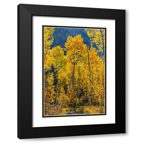 Grouping of aspen trees on a trail-Colorado Black Modern Wood Framed Art Print with Double Matting by Ostrowitz, Mallorie