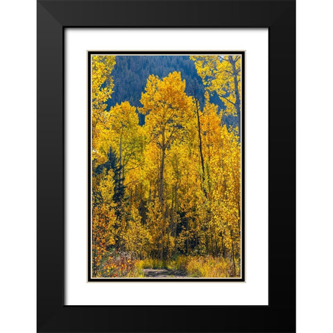 Grouping of aspen trees on a trail-Colorado Black Modern Wood Framed Art Print with Double Matting by Ostrowitz, Mallorie