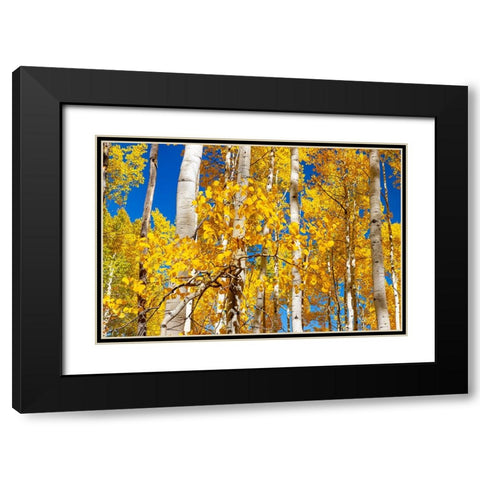 Aspen trees in autumn turning goldin Snowmass Black Modern Wood Framed Art Print with Double Matting by Ostrowitz, Mallorie