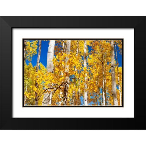 Aspen trees in autumn turning goldin Snowmass Black Modern Wood Framed Art Print with Double Matting by Ostrowitz, Mallorie