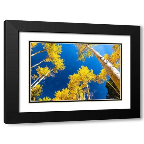Aspens in autumn Black Modern Wood Framed Art Print with Double Matting by Ostrowitz, Mallorie