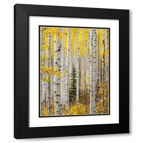 Colorado-Keebler Pass Autumn colors in grove of Aspens with lone evergreen Black Modern Wood Framed Art Print with Double Matting by Gulin, Sylvia