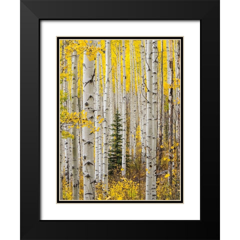 Colorado-Keebler Pass Autumn colors in grove of Aspens with lone evergreen Black Modern Wood Framed Art Print with Double Matting by Gulin, Sylvia
