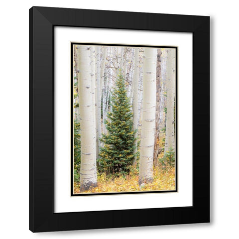 Colorado-Keebler Pass Autumn colors in grove of Aspens with lone evergreen Black Modern Wood Framed Art Print with Double Matting by Gulin, Sylvia