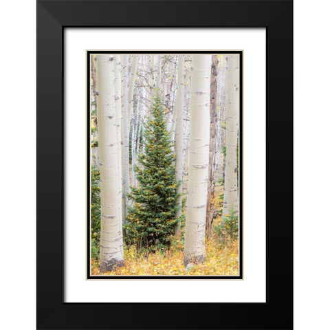Colorado-Keebler Pass Autumn colors in grove of Aspens with lone evergreen Black Modern Wood Framed Art Print with Double Matting by Gulin, Sylvia