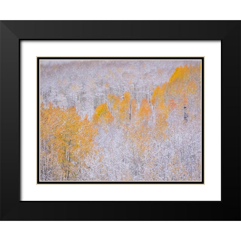 Colorado-Keebler Pass-fresh snow on Aspens with Fall Colors Black Modern Wood Framed Art Print with Double Matting by Gulin, Sylvia