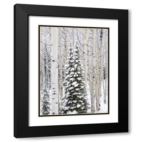 Colorado-Keebler Pass-fresh snow on Aspens and Evergreen trees Black Modern Wood Framed Art Print with Double Matting by Gulin, Sylvia