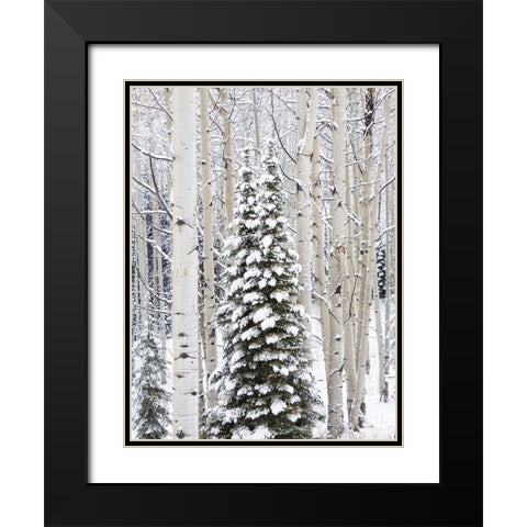 Colorado-Keebler Pass-fresh snow on Aspens and Evergreen trees Black Modern Wood Framed Art Print with Double Matting by Gulin, Sylvia