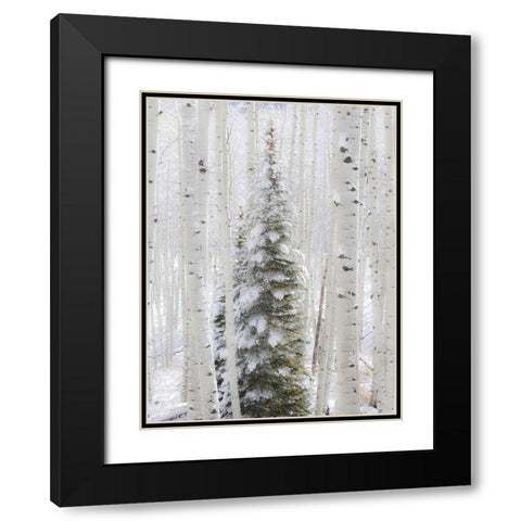 Colorado-Keebler Pass-fresh snow on Aspens and Evergreen trees Black Modern Wood Framed Art Print with Double Matting by Gulin, Sylvia