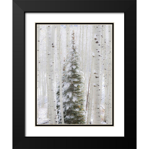 Colorado-Keebler Pass-fresh snow on Aspens and Evergreen trees Black Modern Wood Framed Art Print with Double Matting by Gulin, Sylvia