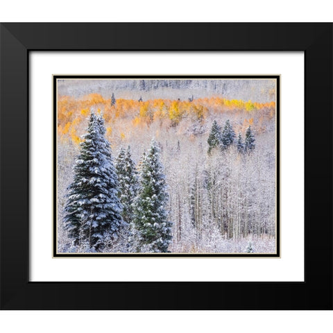 Colorado-Keebler Pass-fresh snow on Aspens with Fall Colors Black Modern Wood Framed Art Print with Double Matting by Gulin, Sylvia