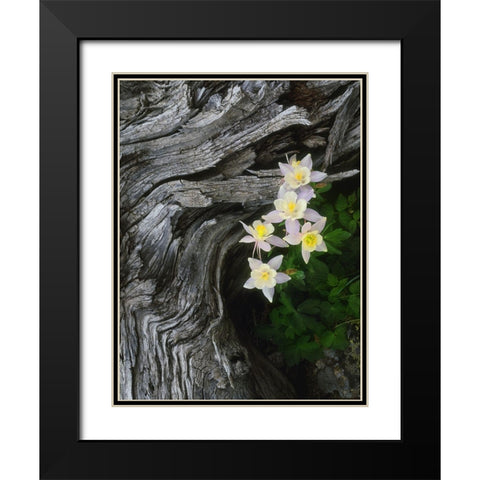 The state flower of Colorado-the columbine-blooms all summer in the Rocky Mountains Black Modern Wood Framed Art Print with Double Matting by SMO