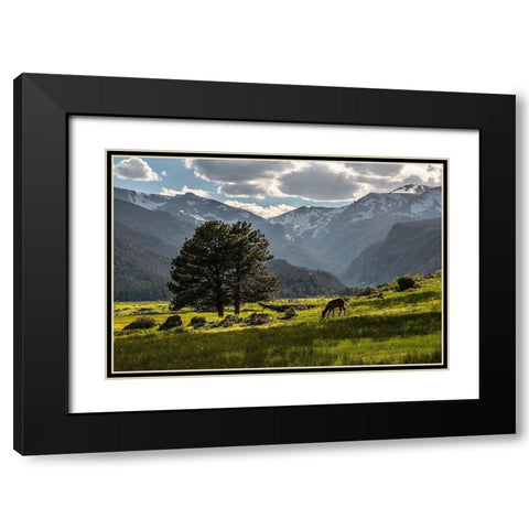 A lone deer grazes in the security of Rocky Mountain National Park in the Colorado Rocky Mountains Black Modern Wood Framed Art Print with Double Matting by SMO