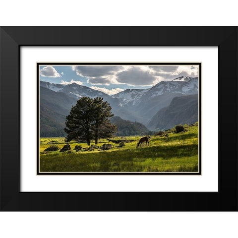 A lone deer grazes in the security of Rocky Mountain National Park in the Colorado Rocky Mountains Black Modern Wood Framed Art Print with Double Matting by SMO