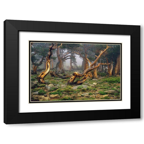 Misty morning bristlecone pines on mount Evans in the Colorado Rocky Mountains Black Modern Wood Framed Art Print with Double Matting by SMO