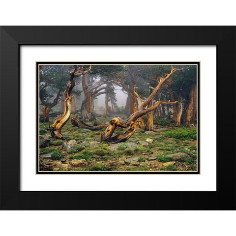Misty morning bristlecone pines on mount Evans in the Colorado Rocky Mountains Black Modern Wood Framed Art Print with Double Matting by SMO