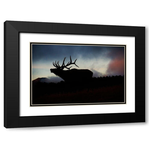 Bugling elk silhouetted against the Colorado Rocky Mountains Black Modern Wood Framed Art Print with Double Matting by SMO