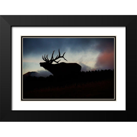 Bugling elk silhouetted against the Colorado Rocky Mountains Black Modern Wood Framed Art Print with Double Matting by SMO