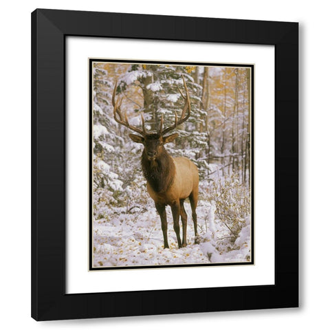 A bull elk in early winter in the Colorado Rocky Mountains Black Modern Wood Framed Art Print with Double Matting by SMO
