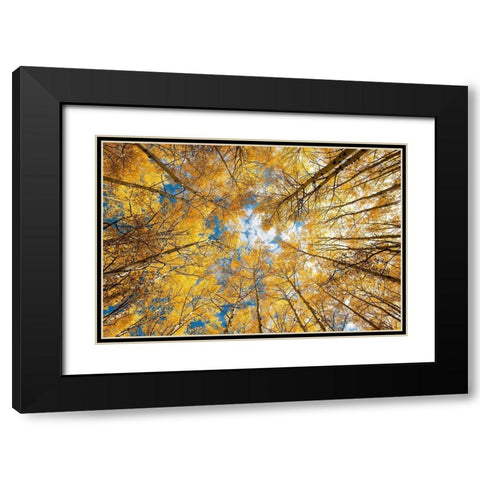 Looking up into yellow Aspen trees in the Colorado Rocky Mountains Black Modern Wood Framed Art Print with Double Matting by SMO