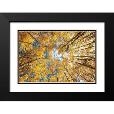 Looking up into yellow Aspen trees in the Colorado Rocky Mountains Black Modern Wood Framed Art Print with Double Matting by SMO
