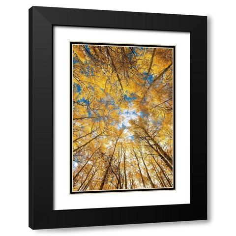Looking up into yellow Aspen trees in the Colorado Rocky Mountains Black Modern Wood Framed Art Print with Double Matting by SMO