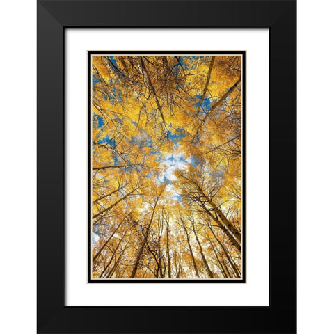 Looking up into yellow Aspen trees in the Colorado Rocky Mountains Black Modern Wood Framed Art Print with Double Matting by SMO