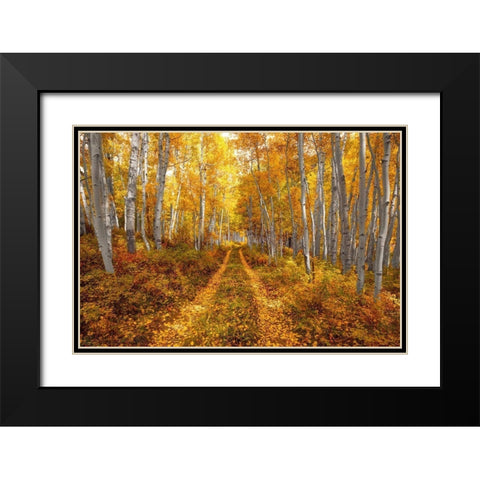 Autumn in the Rocky Mountains of Colorado-as Aspen trees turn bright yellow gold Black Modern Wood Framed Art Print with Double Matting by SMO