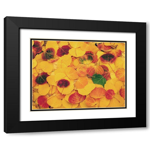 fallen Aspen leaves carpet the ground in the Colorado Rocky Mountains Black Modern Wood Framed Art Print with Double Matting by SMO