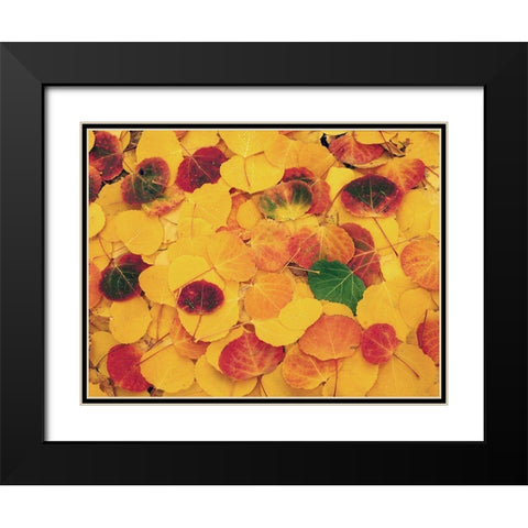 fallen Aspen leaves carpet the ground in the Colorado Rocky Mountains Black Modern Wood Framed Art Print with Double Matting by SMO