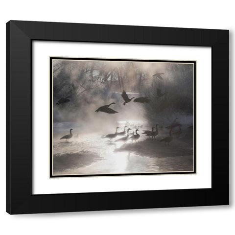 Geese in the mist in Colorados Rocky Mountains Black Modern Wood Framed Art Print with Double Matting by SMO