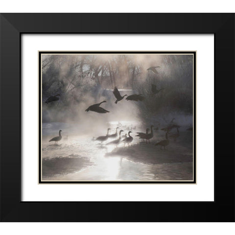 Geese in the mist in Colorados Rocky Mountains Black Modern Wood Framed Art Print with Double Matting by SMO