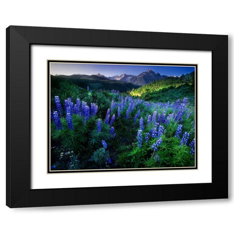 Lupine on Dallas divide with distant my snaffles near Telluride in the Colorado Rocky Mountains Black Modern Wood Framed Art Print with Double Matting by SMO