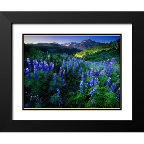 Lupine on Dallas divide with distant my snaffles near Telluride in the Colorado Rocky Mountains Black Modern Wood Framed Art Print with Double Matting by SMO
