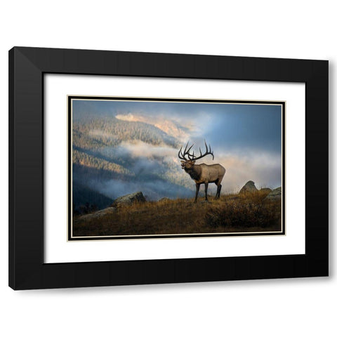 Bugling elk with a Colorado Rocky Mountain misty morning backdrop Black Modern Wood Framed Art Print with Double Matting by SMO