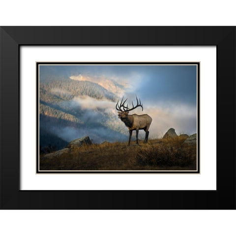Bugling elk with a Colorado Rocky Mountain misty morning backdrop Black Modern Wood Framed Art Print with Double Matting by SMO