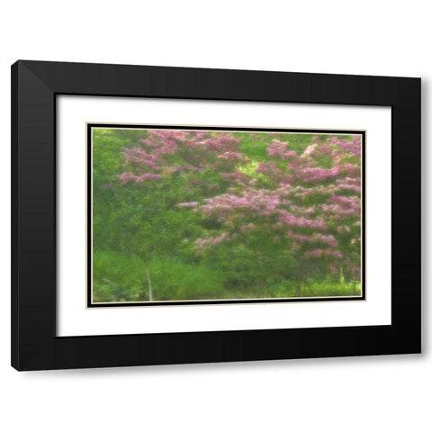 Delaware, Wilmington Flowering trees Black Modern Wood Framed Art Print with Double Matting by OBrien, Jay