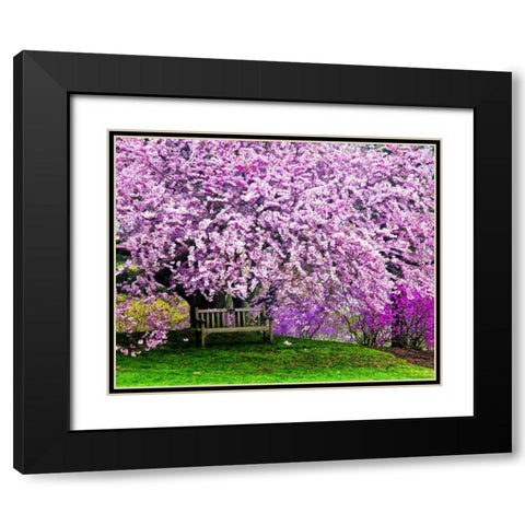 Delaware, Wilmington Bench under cherry blossoms Black Modern Wood Framed Art Print with Double Matting by OBrien, Jay