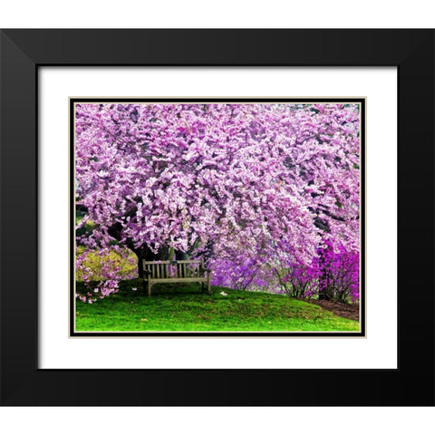 Delaware, Wilmington Bench under cherry blossoms Black Modern Wood Framed Art Print with Double Matting by OBrien, Jay